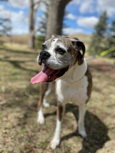 Happy dog panting with tongue out outdoors on a sunny day.