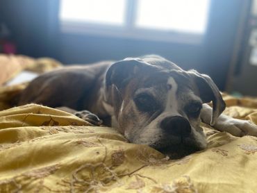 A dog resting on a yellow patterned blanket near a bright window.