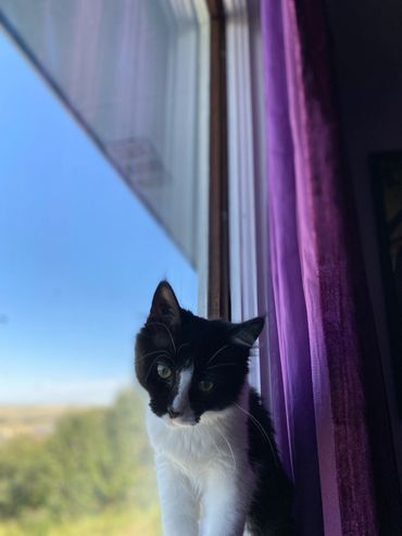 Black and white cat sitting by a window with purple curtains.