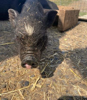 Close-up of a small black piglet with a white patch on its head.