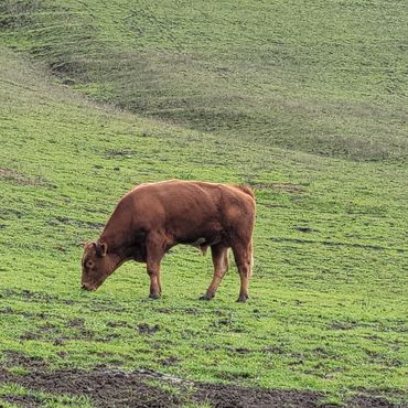 Mr Wagyu aka Big Daddy