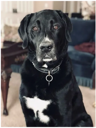 Bradley original photo