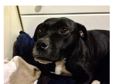 Abbey original photo