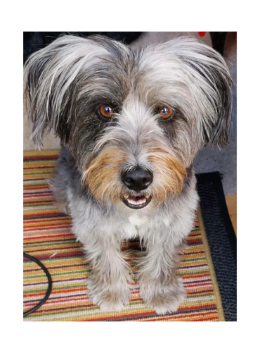 Gracie original photo