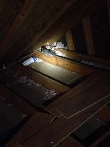 Entry of Squirrels nest in your attic