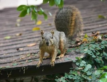 Picture of a squirrel on a shingles roof. Access to the roof jumping from nearby shrubs or trees.