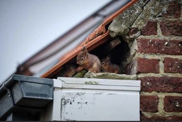 That Squirrel Roof Damage Looks Like /Photos