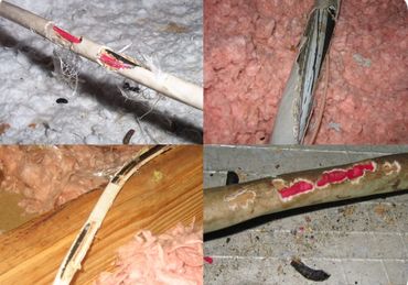 Fire Hazzard photos of electric and cable lines in the home attic.  Damage caused by squirrels!