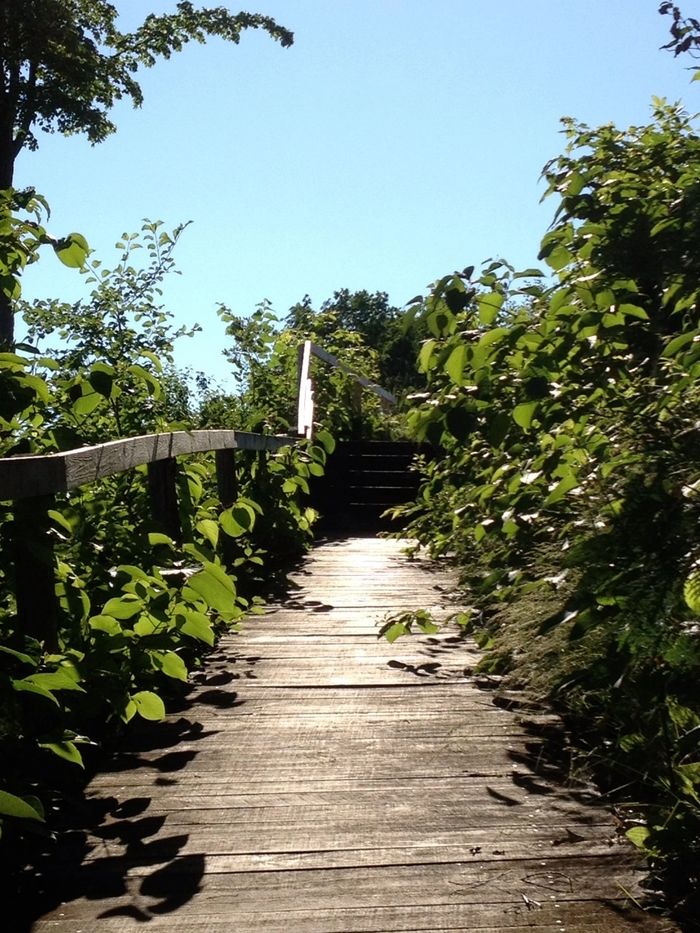 An image of a lush path under a blue sky representing a pleasant and enriching educational journey