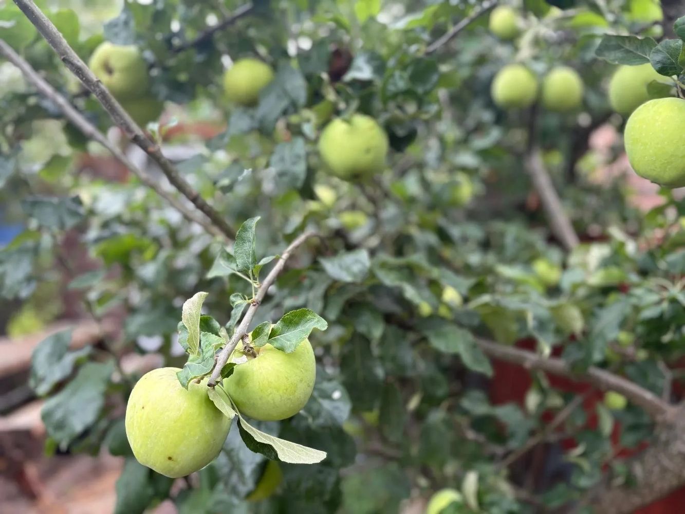 Green apples growing on a tree branch.