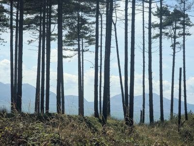 forest in front of mountain view