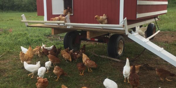  Free range laying hens