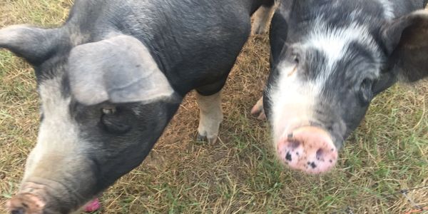 Berkshire heritage breed pasture raised pigs