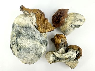 Close-up of dried mushrooms with white and brown textures.