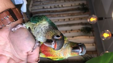 Hand reared conures