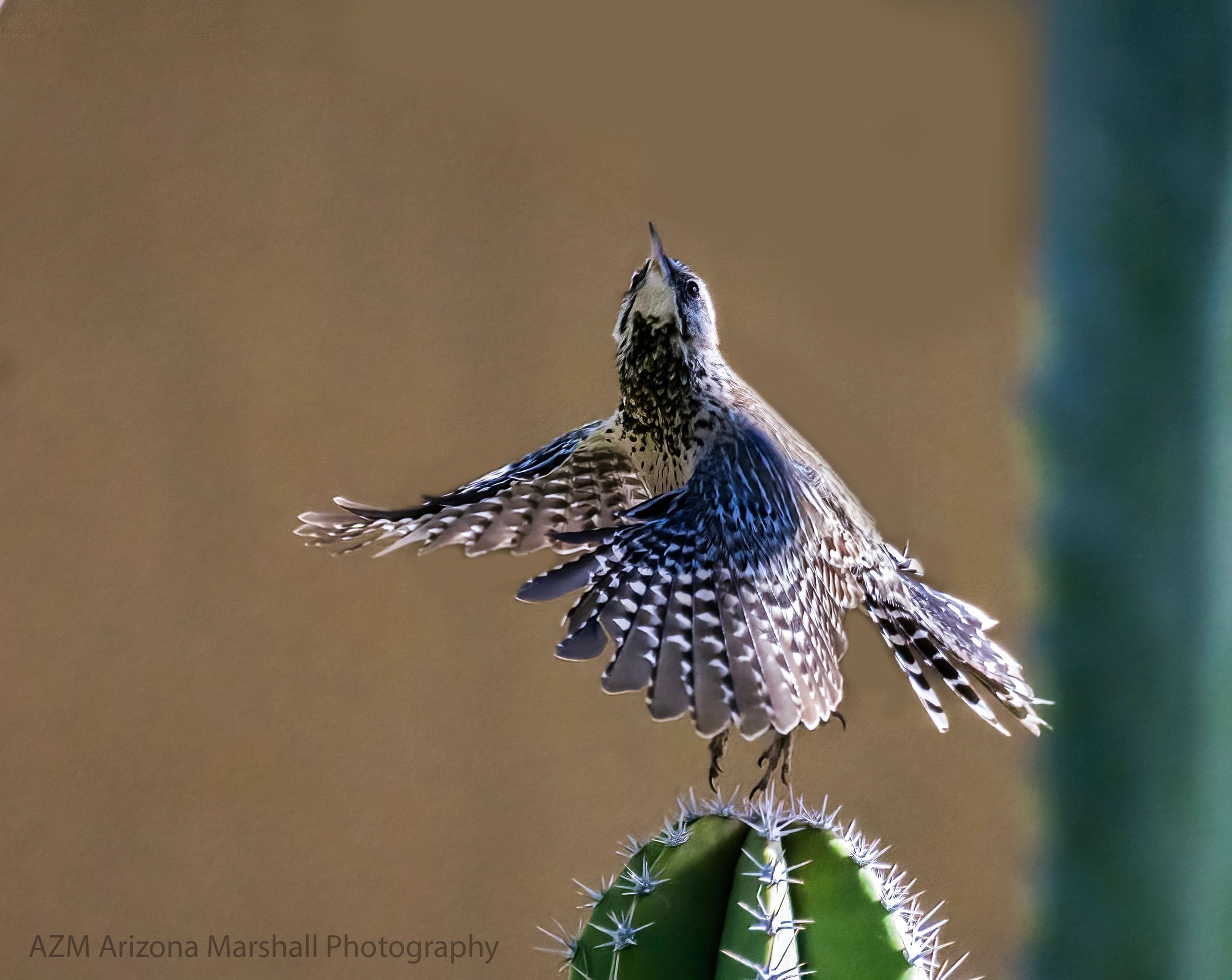 Bird with spread wings perched on a cactus.