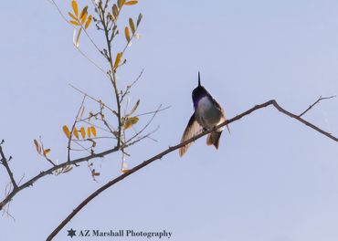 Costa's Hummingbird Stretching