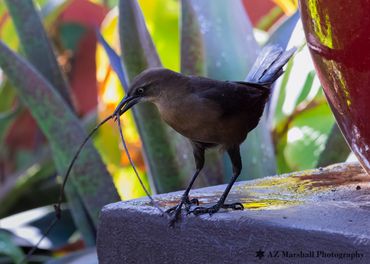 Grackle (Female)