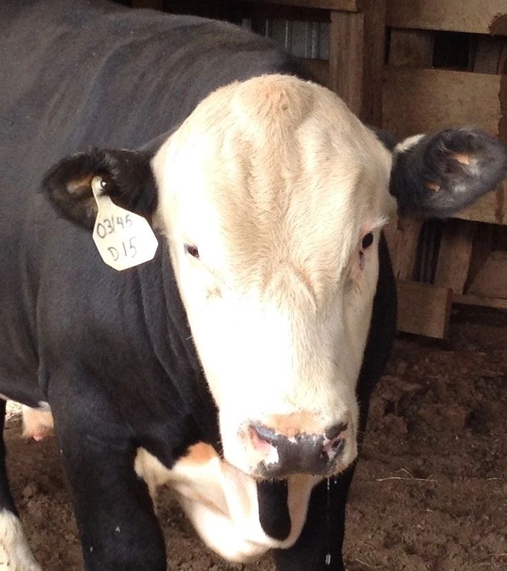 Double K Black Hereford Black Hereford Cattle, Beef Hereford Bulls