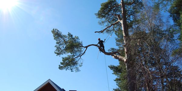 Tree Surgery, Arborist, Tree Surgeon, Chainsaw, Operator, Perthshire, Pitlochry, Aberfeldy, Dunkeld