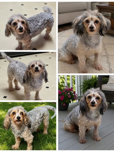Collage of a small gray and tan dog with curly fur.