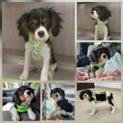 Collage of a black, white, and brown puppy wearing a green harness.