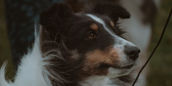 Close-up of a fluffy Shetland Sheepdog with a decorative leash outdoors.