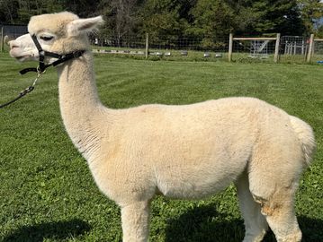A cream-colored alpaca standing on grass.