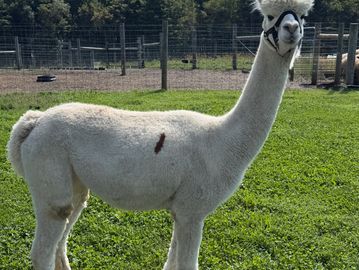 White alpaca standing on green grass.