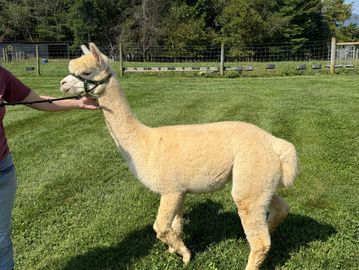 A cream-colored alpaca stands on green grass.