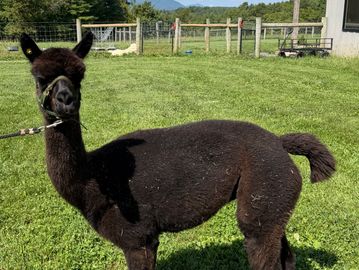 A black alpaca standing on grass.