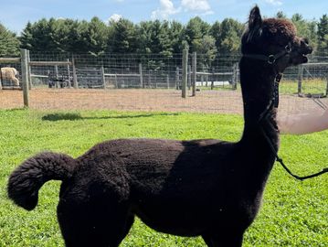 A black alpaca standing on grass.