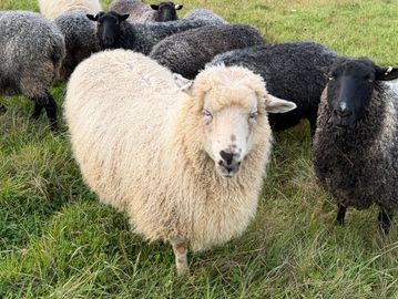 Lola - Valais Blacknose / Gotland Cross