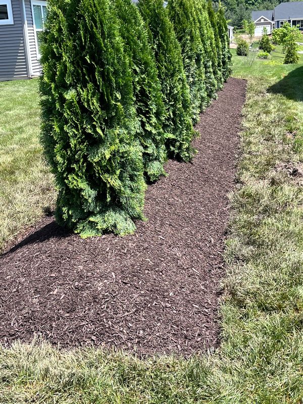 A row of green bushes next to a path