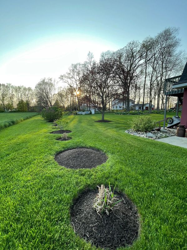 A green yard with a tree and a house in the background