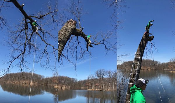 A man standing on a ladder next to a tree