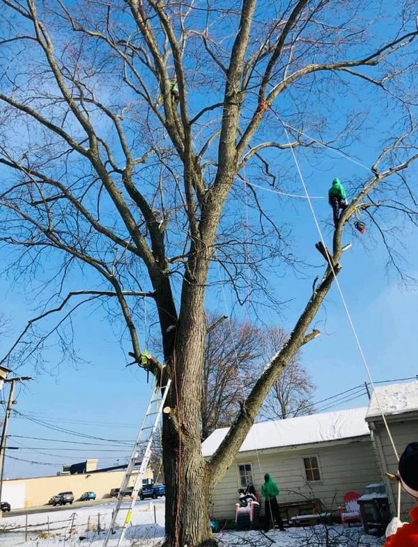 A man on a tree trimming a large tree