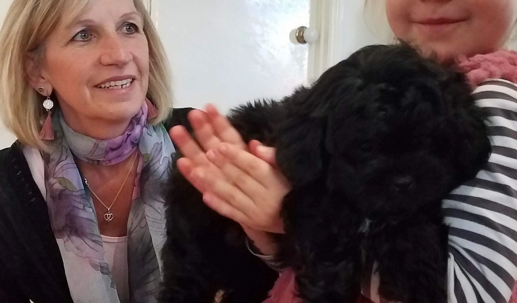 oodle puppy for sale : non shedding cavoodle, moodle, shoodle puppies and purepred dogs.