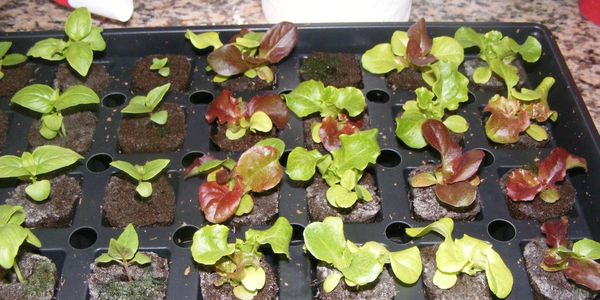 Some of our early lettuce seedlings