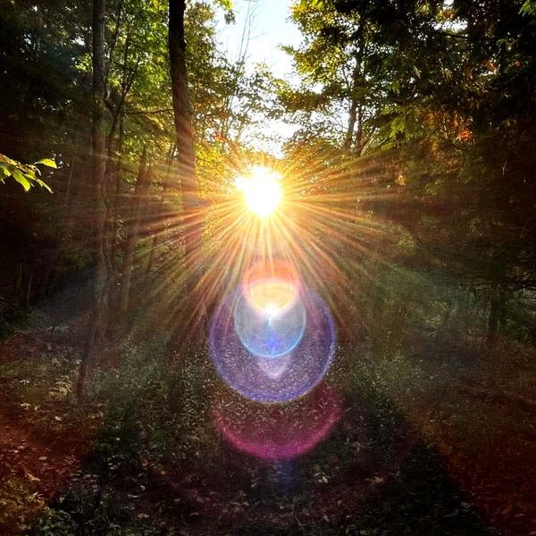 Sunlight bursts through a dense forest, casting radiant beams and colorful lens flares.