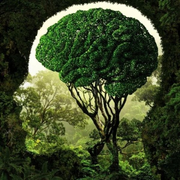 Tree shaped like a human brain in a forest clearing.