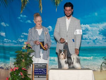 AKC champion, bronze, grand champion, biewer, Biewer Terrier