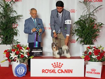 Roxy, champion, show dog, Biewer Terrier