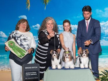 Brood bitch, Biewer Terrier, Roxy, puppy, family, biewer yorkie