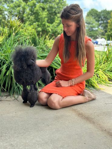 AKC Juniors, AKC, Showmanship, Junior showmanship, Best Junior, Miniature Poodle