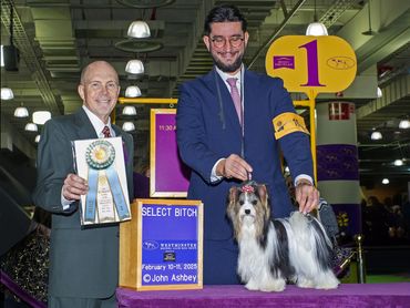 Stormy, akc, champion, westminster