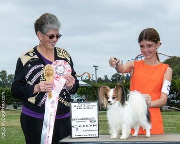 AKC Juniors, AKC, Showmanship, Junior showmanship, Best Junior, Biewer Terrier puppy, papillon