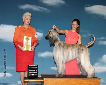 AKC Juniors, AKC, Showmanship, Junior showmanship, Best Junior, Afghan Hound