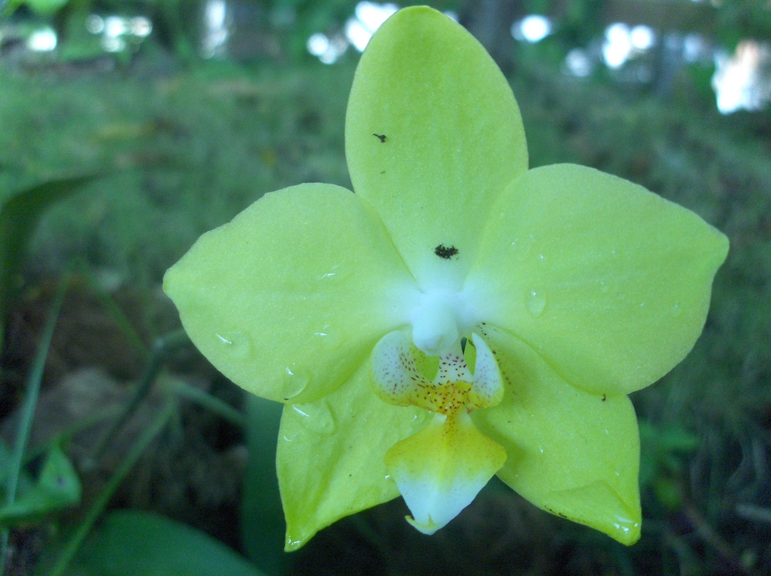 phalaenopsis_orchid.jpg