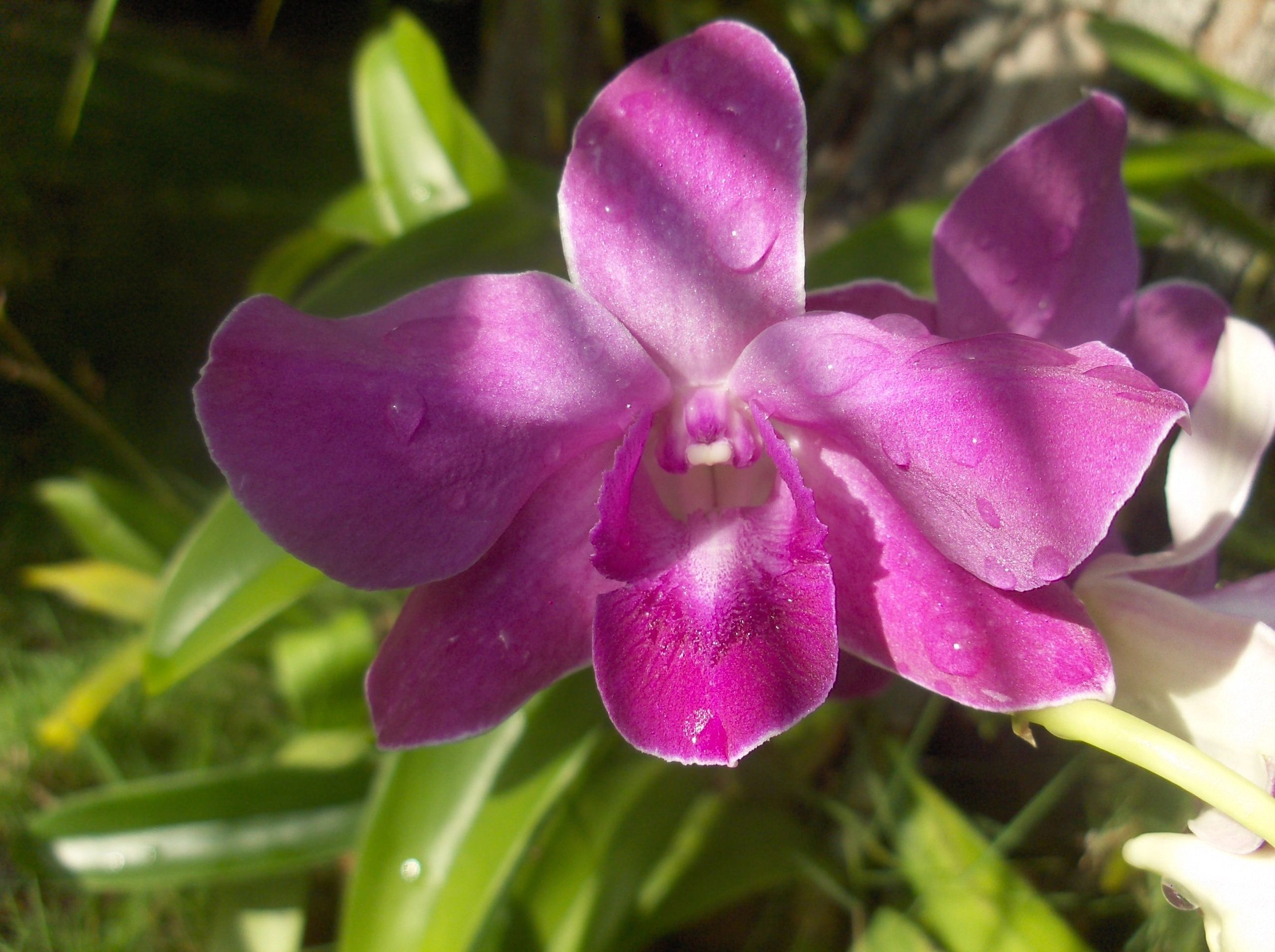 purple_orchid.jpg